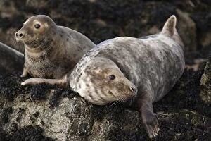 Farne Island Collection: Grey seals (Halichoerus grypus), Farne Islands, Seahouses, Northumberland