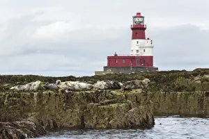 Grey seals (Halichoerus grypus) near Longstone lighthouse, Longstone Rock, Farne Islands