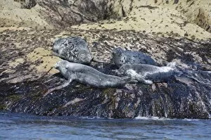 Images Dated 24th May 2009: Grey seals, Isles of Scilly, Cornwall, United Kingdom, Europe