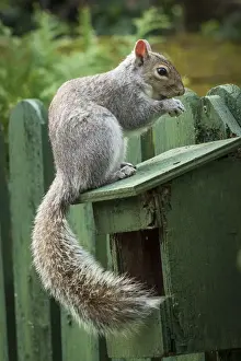 Feeding Prints: A Grey Squirrel photographed at a garden bird feeder in York, North Yorkshire, England