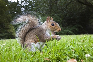 Curious Prints: Grey squirrel (Sciurus carolinensis)