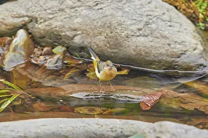 Lynmouth Prints: A Grey Wagtail (Motacilla cinerea)