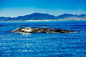 Grey whales, Whale Watching, Magdalena Bay, Mexico, North America