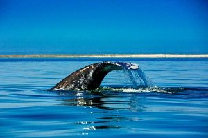 Grey whales, Whale Watching, Magdalena Bay, Mexico, North America