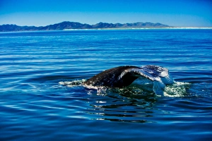 Grey whales, Whale Watching, Magdalena Bay, Mexico, North America