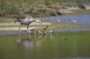 Tyneside Prints: Greylag Goose (Anser anser), Tyneside, England, United Kingdom, Europe