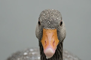 From The Front Prints: Greylag goose (Anser anser), United Kingdom, Europe