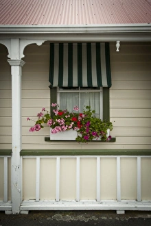 Geraniums Prints: Greytown, North Island, New Zealand, Pacific