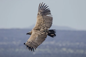 Extremadura Prints: Griffon Vulture, Castillo de Monfrague, Monfrague National Park, Caceres, Extremadura
