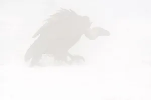 Raptor Prints: Griffon Vulture (Gyps fulvus) in dense fog in the snow, Pyrenees, Catalonia, Spain