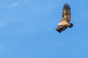 Raptor Prints: A griffon vulture (Gyps fulvus) flies on a sunny day against a grey sky. Austria