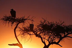 Typically African Prints: Griffon vulture (Gyps fulvus) in a tree at sunrise, Masai Mara Game Reserve, Kenya