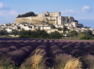 Chateaux Prints: Grignan chateau and leavender field, Grignan, Drome, Rhone Alpes, France, Europe