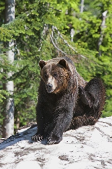 Relief Prints: Grizzly bear scratching on ice at the top of Grouse Mountain, Vancouver