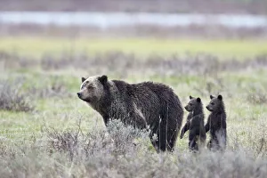 Togetherness Gallery: Grizzly Bear (Ursus arctos horribilis) sow and two cubs of the year or spring cubs standing