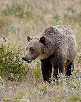 Images Dated 3rd August 2008: Grizzly bear (Ursus arctos horribilis), Glacier National Park, Montana