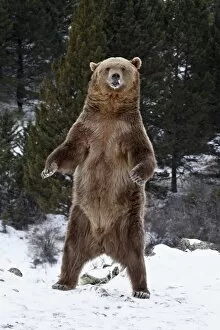 Images Dated 27th January 2009: Grizzly bear (Ursus arctos horribilis) standing in the snow, near Bozeman