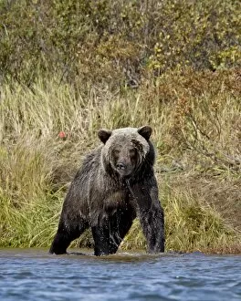 Images Dated 11th September 2009: Grizzly bear (Ursus arctos horribilis) (Coastal brown bear) dripping wet while fishing