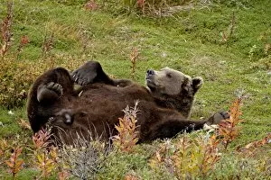 Images Dated 12th September 2009: Grizzly bear (Ursus arctos horribilis) (Coastal brown bear) reclining, Chenik Lake