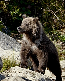 Images Dated 6th September 2009: Grizzly bear (Ursus arctos horribilis) (Coastal brown bear) cub, Katmai National Park