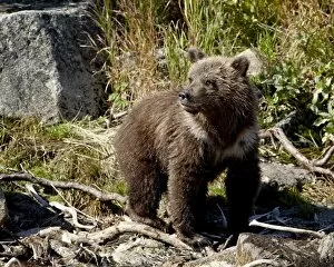 Images Dated 6th September 2009: Grizzly bear (Ursus arctos horribilis) (Coastal brown bear) cub, Katmai National Park