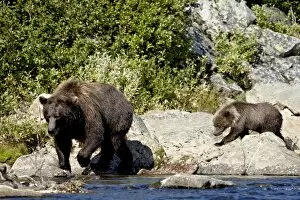 Images Dated 6th September 2009: Grizzly bear (Ursus arctos horribilis) (Coastal brown bear) sow