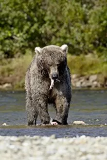 Images Dated 6th September 2009: Grizzly bear (Ursus arctos horribilis) (Coastal brown bear) eating a salmon