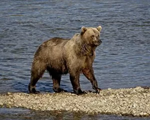 Images Dated 6th September 2009: Grizzly bear (Ursus arctos horribilis) (Coastal brown bear), Katmai National Park
