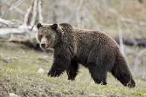 Grizzly bear (Ursus arctos horribilis), Yellowstone National Park, UNESCO World Heritage Site