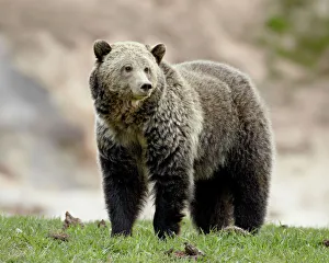 Looking Away Prints: Grizzly bear (Ursus arctos horribilis)