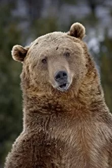 Images Dated 27th January 2009: Grizzly bear (Ursus arctos horribilis) in captivity, near Bozeman, Montana