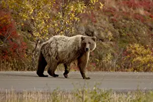 Grizzly bear (Ursus arctos horribilis) (Coastal brown bear) on a road with fall color