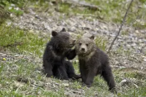 Two Grizzly Bear (Ursus arctos horribilis) cubs of the year or spring cubs playing