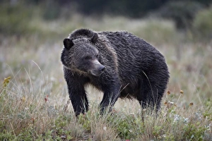 Glacier National Park Gallery: Grizzly bear (Ursus arctos horribilis) in the rain, Glacier National Park, Montana