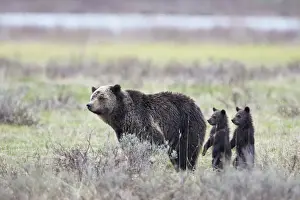 Togetherness Prints: Grizzly Bear (Ursus arctos horribilis) sow and two cubs of the year or spring cubs standing