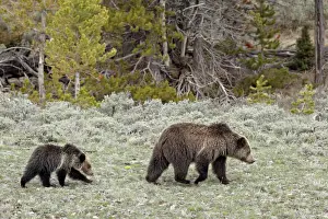 Togetherness Prints: Grizzly bear (Ursus arctos horribilis) sow with a yearling cub, Yellowstone National Park