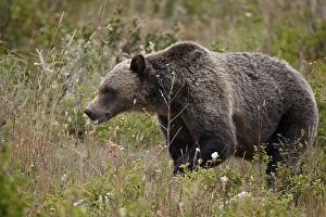 Glacier National Park Gallery: Grizzly bear (Ursus arctos horribilis) with its tongue out, Glacier National Park, Montana