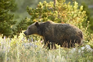 Enjoying Prints: Grizzly bear (Ursus horribilis), Glacier National Park, Montana, United States of America