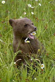 Grizzly bear (Ursus horribilis) cub in captivity