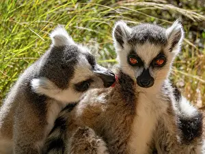 Mammals Prints: Grooming session between adult ring-tailed lemurs in Madagascar's Lemur Park