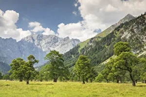 Tyrol Prints: Grosser Ahornboden, maple trees, Karwendel mountains, nature reserve, Eng, Hinterriss