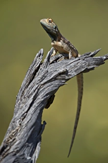 Reptilia Prints: Ground agama (Agama aculeata aculeata), male, Kgalagadi Transfrontier Park, South Africa