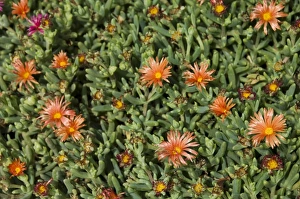 Santa Maria Prints: Ground cover, Santa Maria, Sal (Salt), Cape Verde Islands, Africa