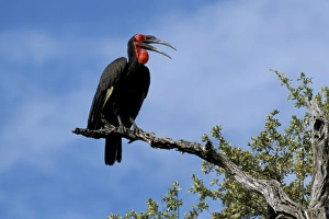 Kruger Prints: Ground hornbill (Bucorvus leadbeateri)