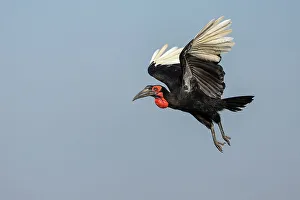 Nature Lover Prints: Ground hornbill (Bucorvus leadbeateri) in flight, Chobe National Park, Botswana, Africa