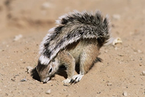 Shades Prints: Ground squirrel