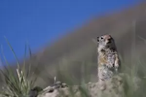 Images Dated 17th May 2008: Ground squirrel, Jackson Hole, Wyoming, United States of America, North America