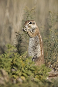 Northern Cape Prints: Ground squirrel (Xerus inauris)