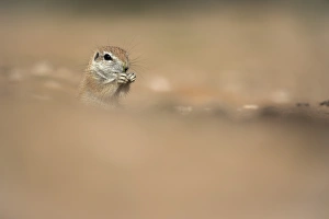 Ground squirrel (Xerus inauris), Kgalagadi Transfrontier Park, Northern Cape, South Africa
