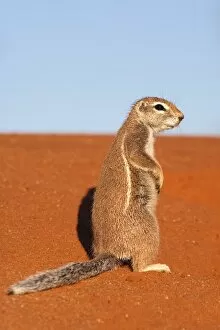 Images Dated 24th April 2009: Ground squirrel (Xerus inauris), Kgalagadi Transfrontier Park, Northern Cape